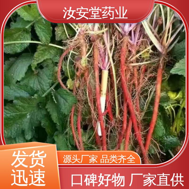 宜晾干贮存 抗旱能力好 支持配送上门 药用丹参苗 汝安堂