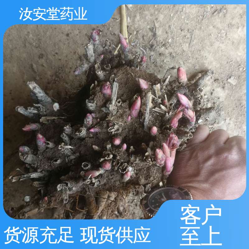 汝安堂 规模化种植 成活率高 应用场景丰富 中药材白芍芽