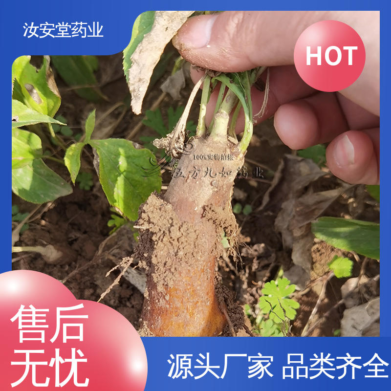 供应白术种子 应用场景丰富 成活率高 提供种植技术 汝安堂