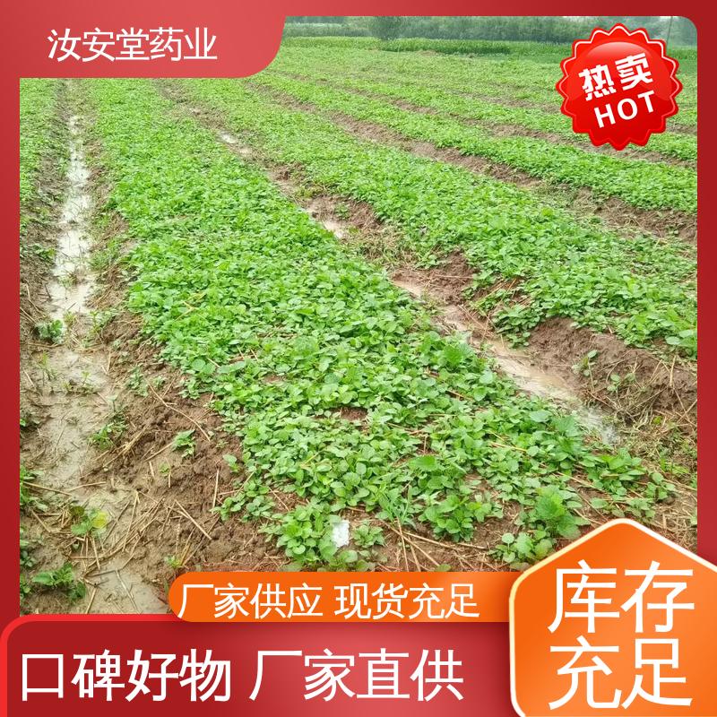  应用场景丰富 栽培技术优良 包成活率 改良丹参苗 汝安堂