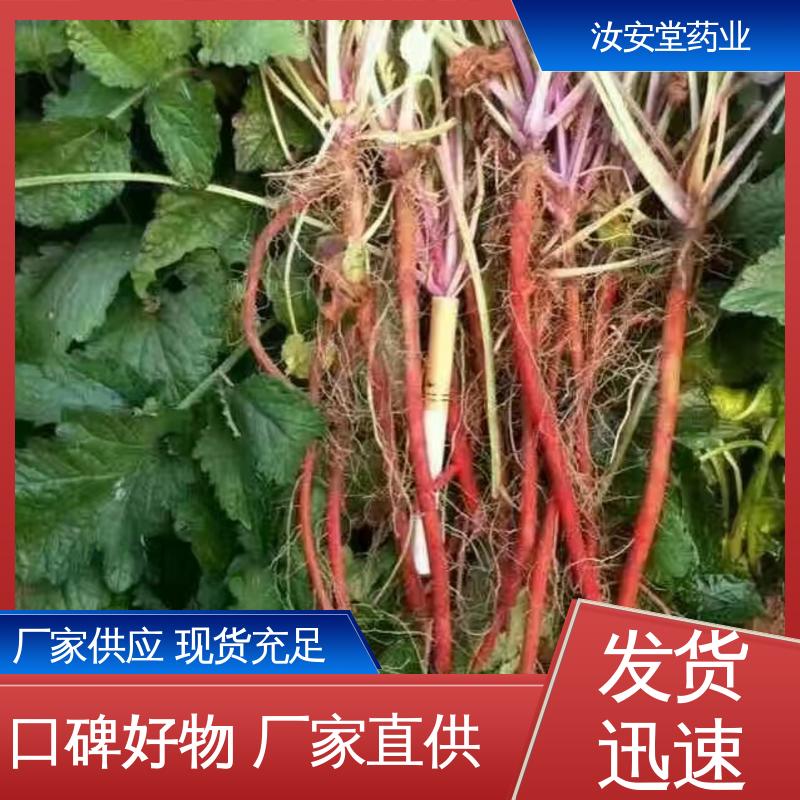  丹参苗供应 成活率高 提供种植技术 可大面积栽种 汝安堂