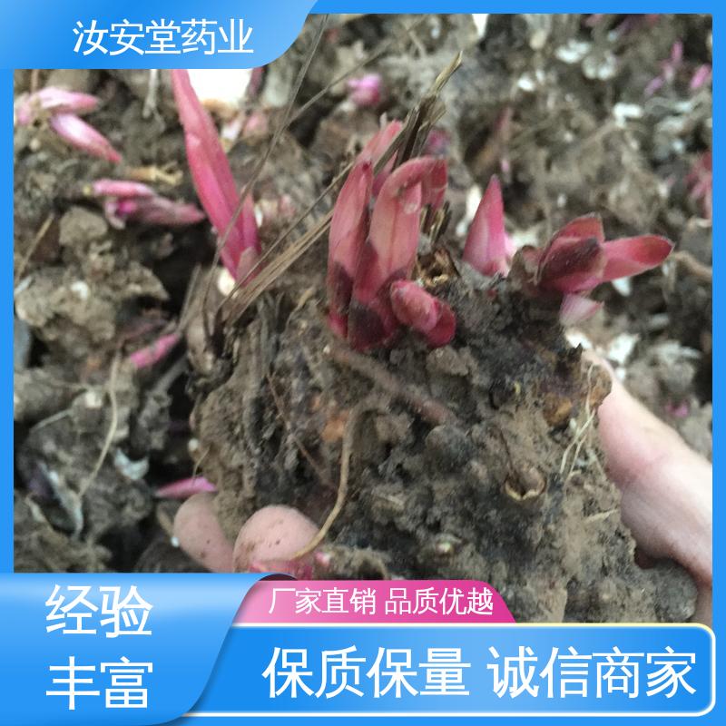汝安堂 适用于疏松肥沃沙质土壤 量小可发快递 中药材白芍芽