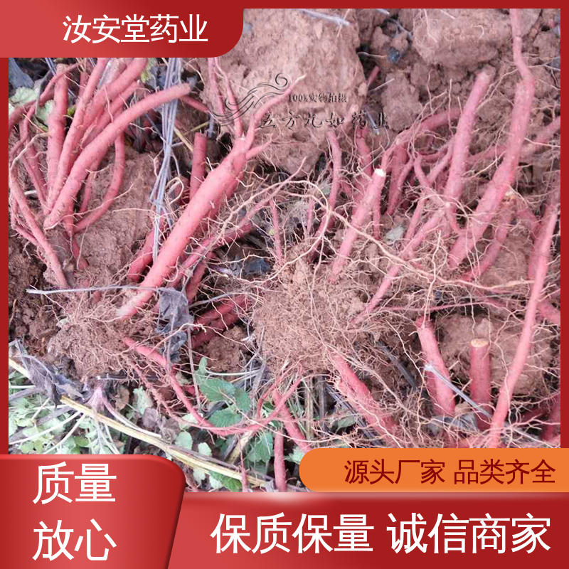 一站式服务 丹参苗种苗 灵活合理选择栽培方式 汝安堂