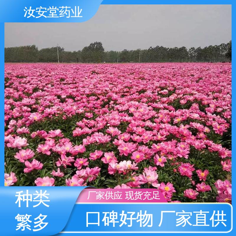  中药材白芍芽 可大面积栽种 灵活合理选择栽培方式 汝安堂