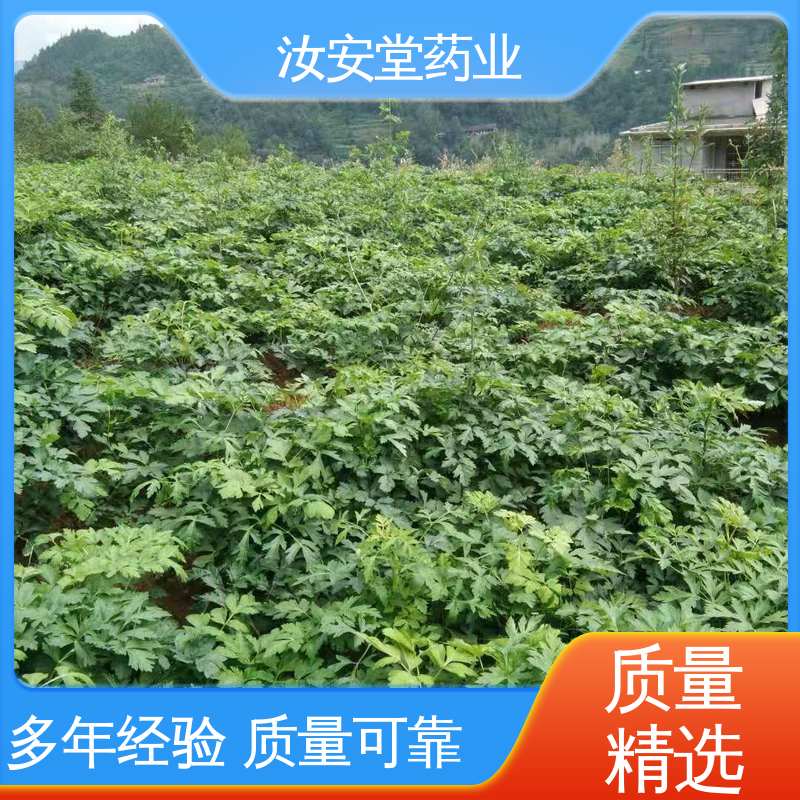 汝安堂 绿化护坡固土草种籽 干燥通风处储存 白花前胡种子量大