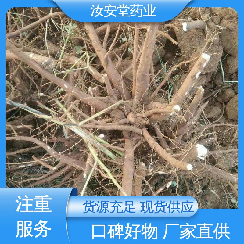 可大面积栽种 绿化护坡固土草种籽 厂家供应白芍芽 汝安堂