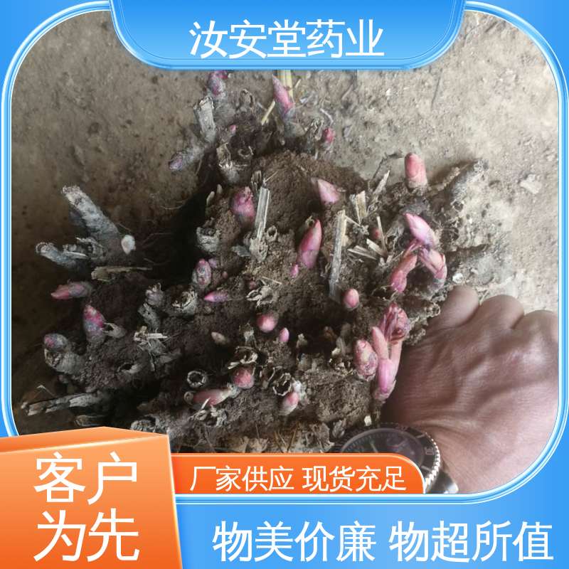 汝安堂 白芍芽子基地 规模化种植 成活率高 量小可发快递