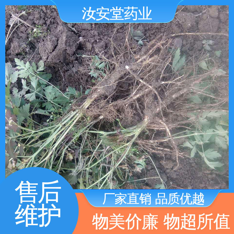 发芽率好 量小可快递 出售白花前胡种子 可大面积栽种 汝安堂
