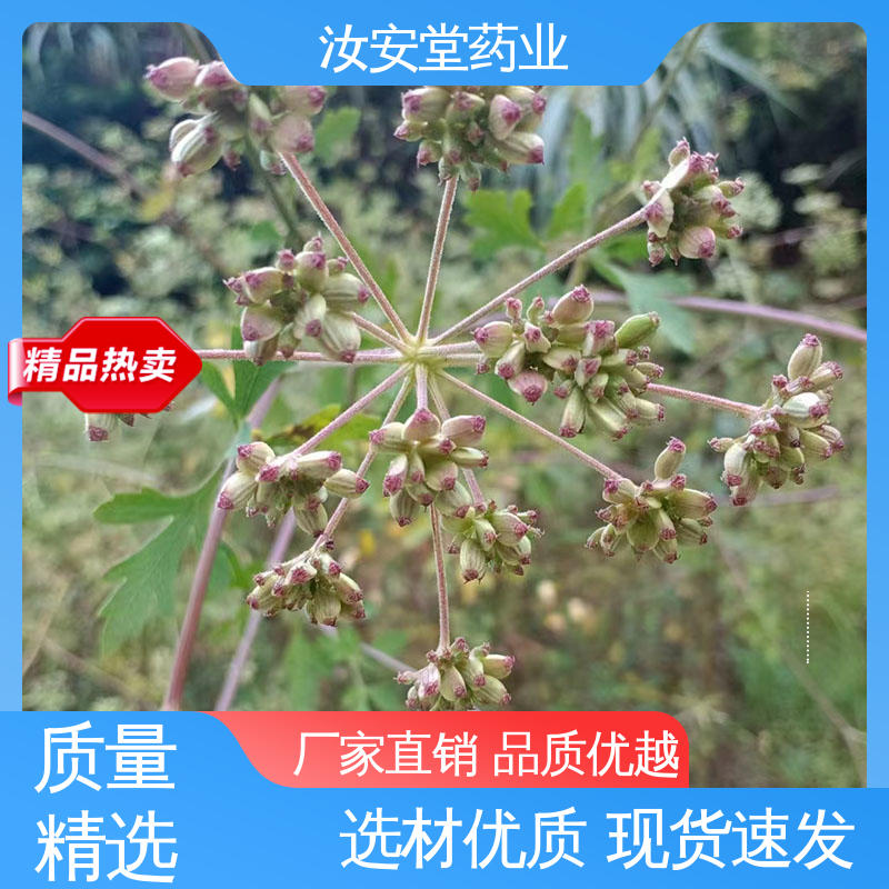 进行科学配比 品种全 厂家供应前胡种子 干燥通风处储存 汝安堂
