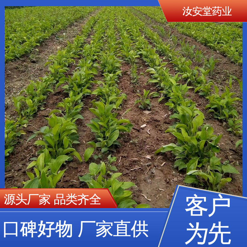 汝安堂 支持配送上门 白术种子基地 栽培技术优良 包成活率