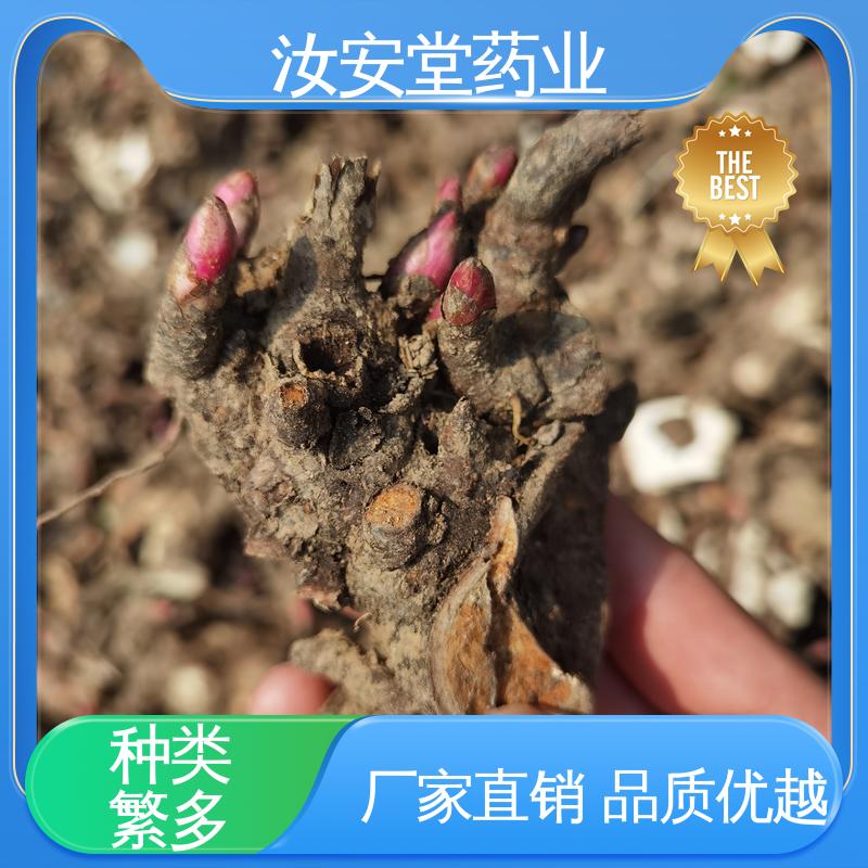  新鲜嫩芽 好种植好管理 白芍芽子供应 量小可发快递 汝安堂