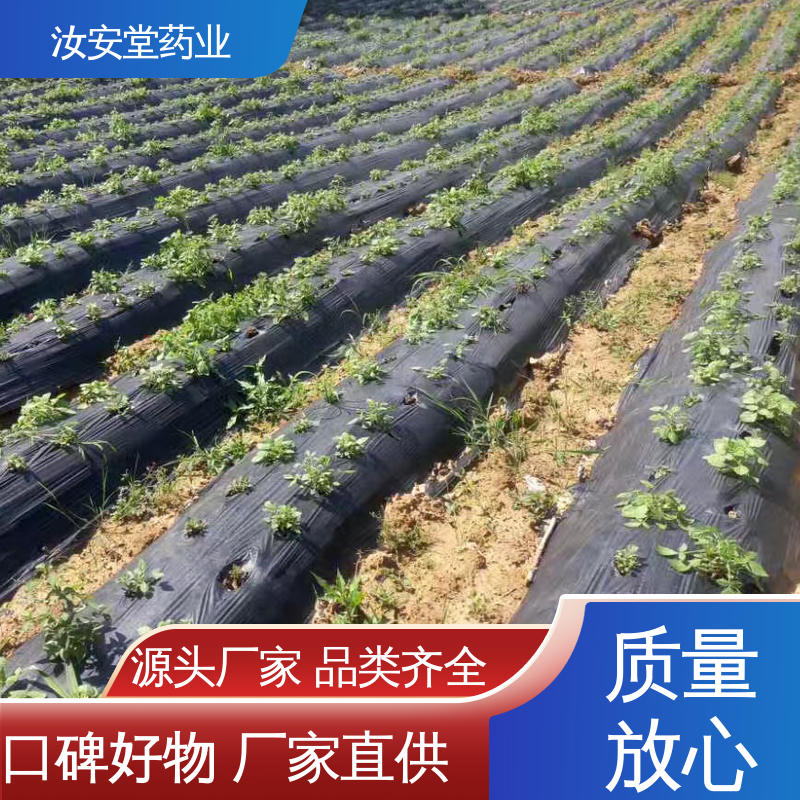 汝安堂 可大面积栽种 药用丹参苗 灵活合理选择栽培方式