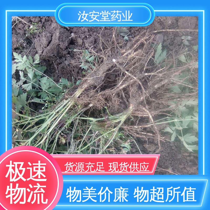 汝安堂 用于家庭园艺 晾干贮存 出售白花前胡种子 干燥通风处储存
