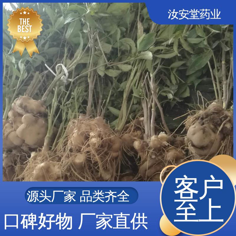 白术种苗供应 支持配送上门 成活率高 提供种植技术 汝安堂