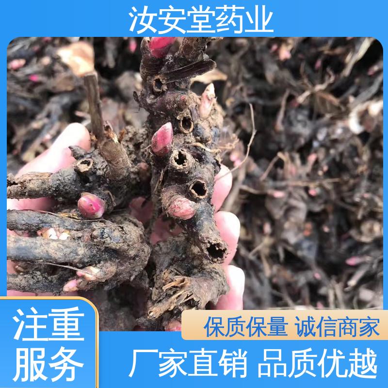 供应白芍芽苗 量小可发快递 免费提供种植技术指导 汝安堂