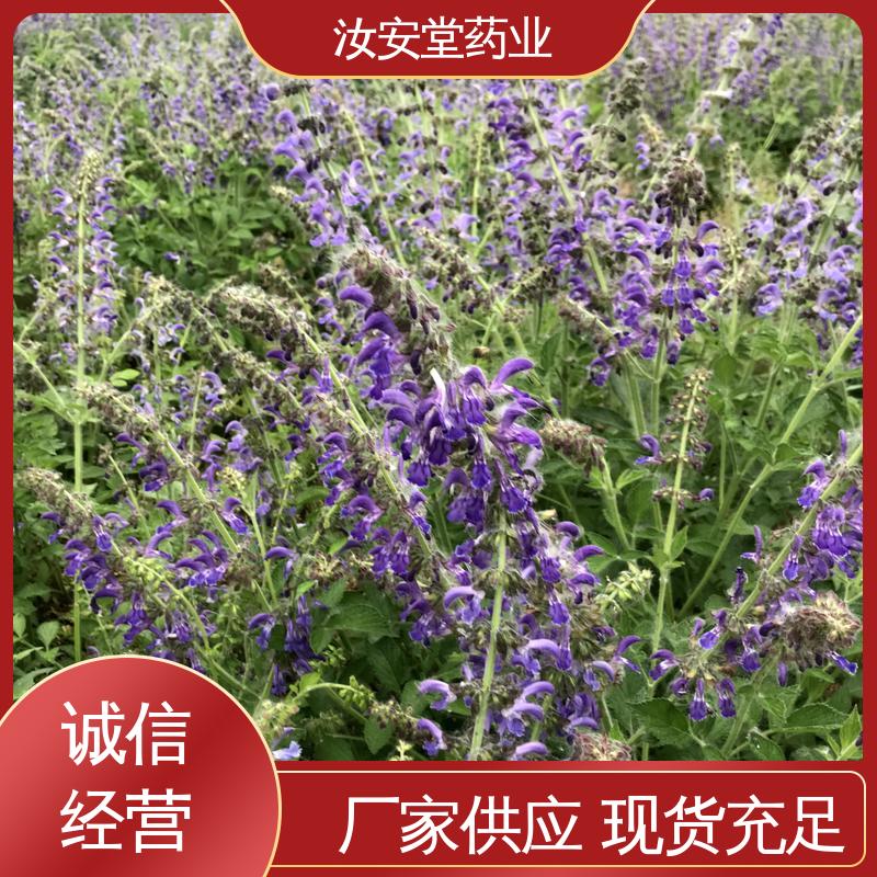 汝安堂 丹参苗种苗 一站式服务 栽培技术优良 包成活率