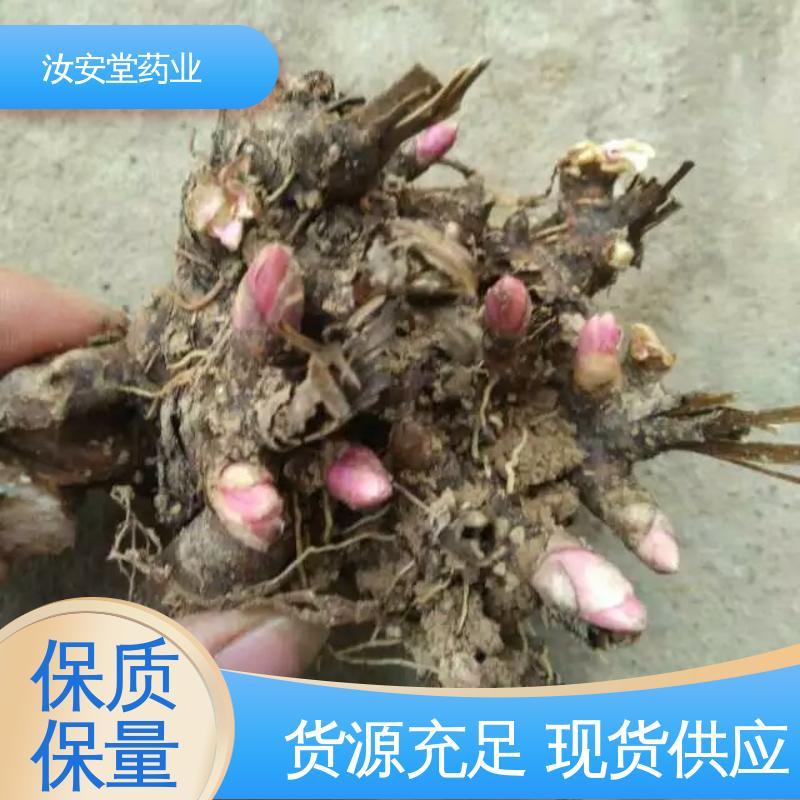 汝安堂 支持配送上门 供应白芍芽苗 培育园林绿化成品苗