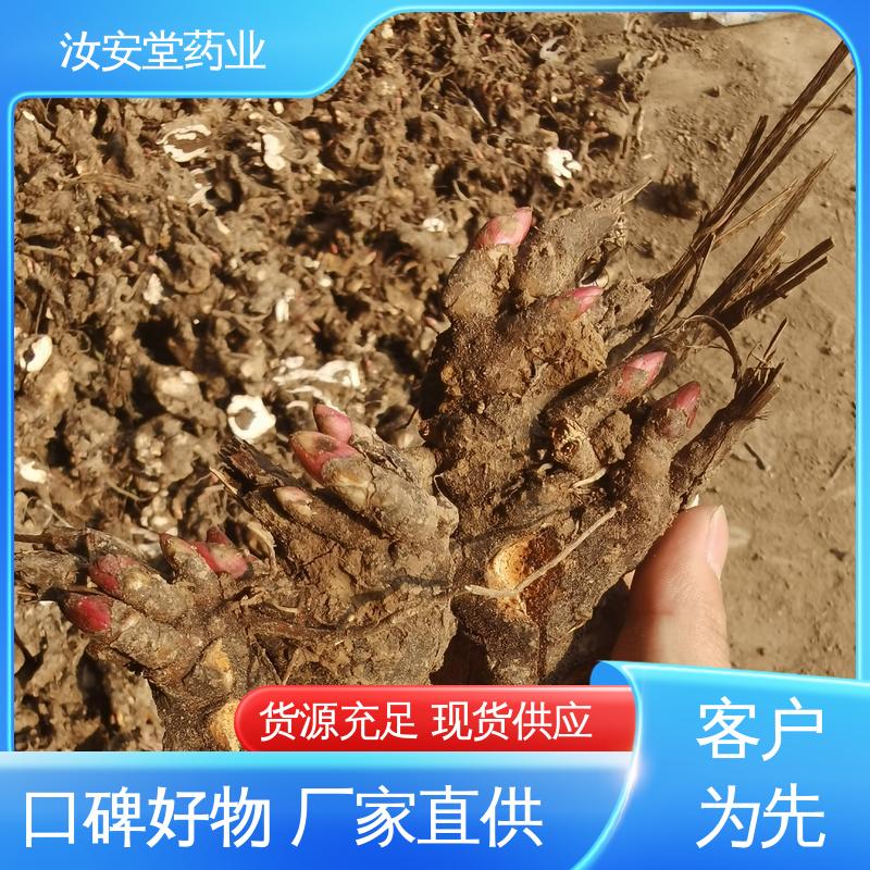 新鲜嫩芽 好种植好管理 供应白芍芽苗 量小可发快递 汝安堂