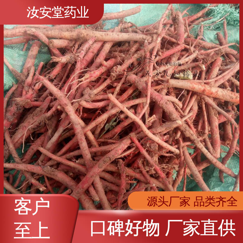 汝安堂 进行科学配比 品种齐全 丹参苗批发 规模化栽种