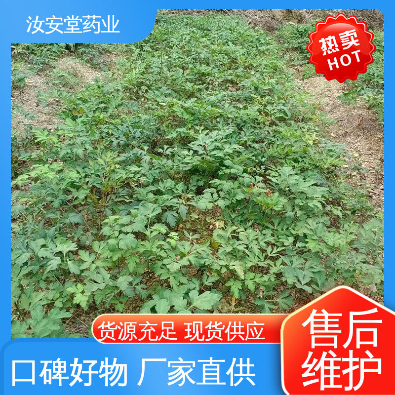 汝安堂 进行科学配比 品种全 正品白花前胡种子 可大面积栽种