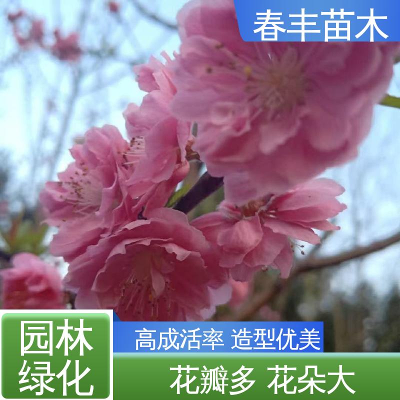 春丰苗木 观赏性桃树苗 公园景区装饰绿植 颜色鲜艳 花色多样