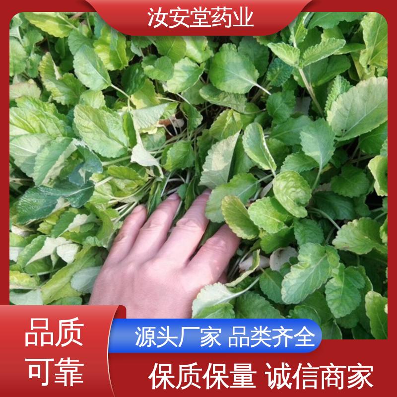 一站式服务 丹参苗批发 品种多样 进行科学种植 汝安堂