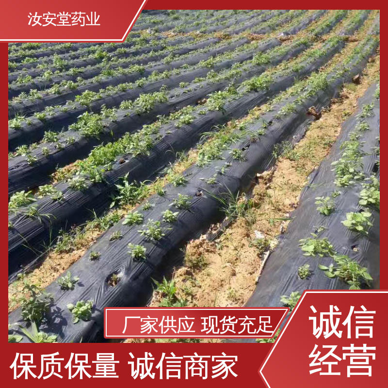 汝安堂 灵活合理选择栽培方式 丹参苗供应 规模化栽种 