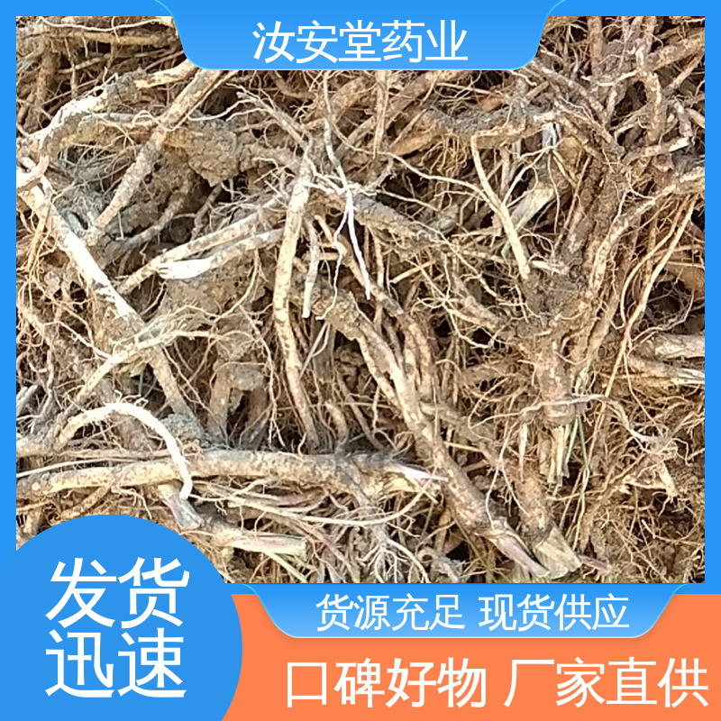 汝安堂 供应白花前胡种子 可大面积栽种 进行科学配比 品种全