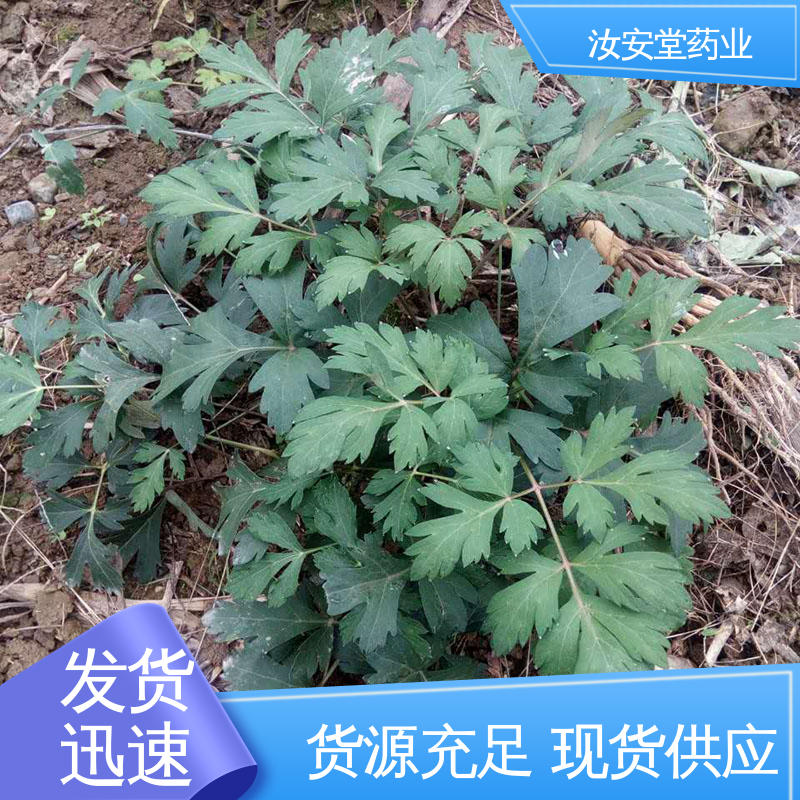 药用白花前胡种子 支持配送上门 用于道路 小区多种场景 汝安堂