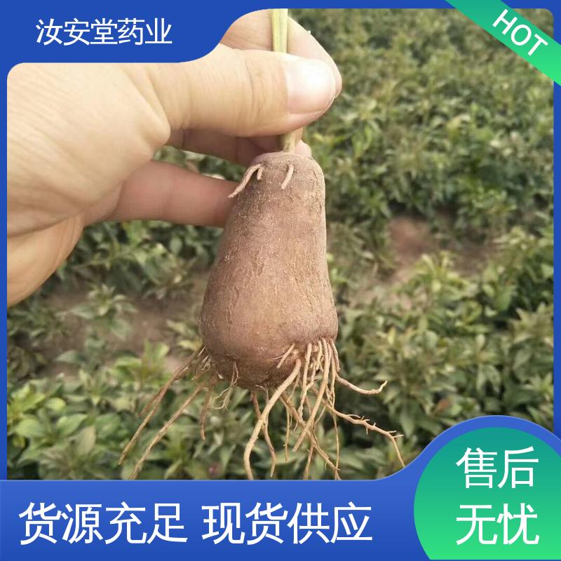 白术种苗供应 可大面积栽种 宜晾干贮存 抗旱能力好 汝安堂