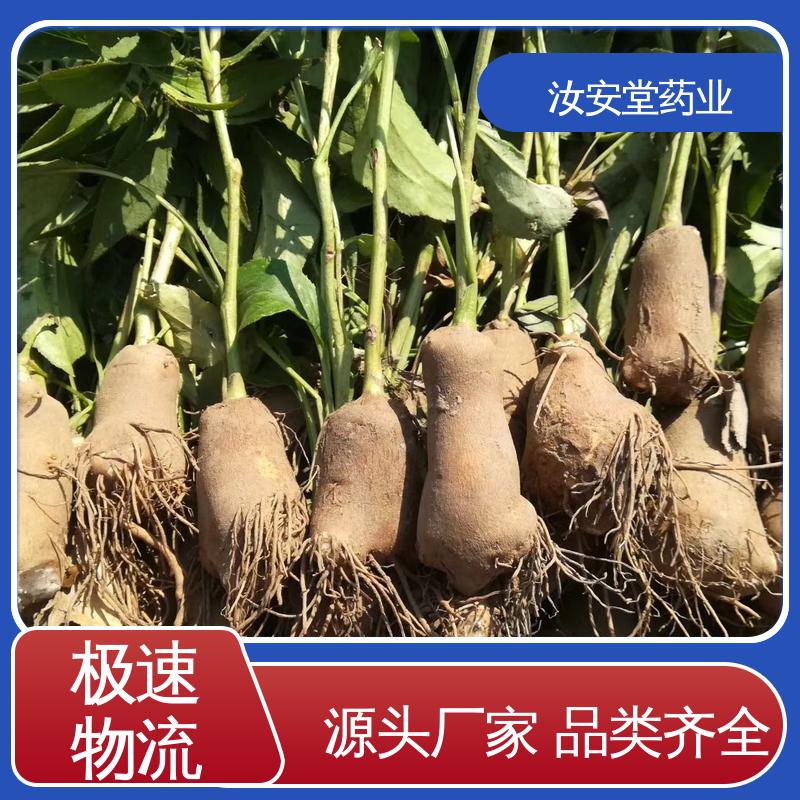灵活合理选择栽培方式 一站式服务 批发改良白术种子 汝安堂