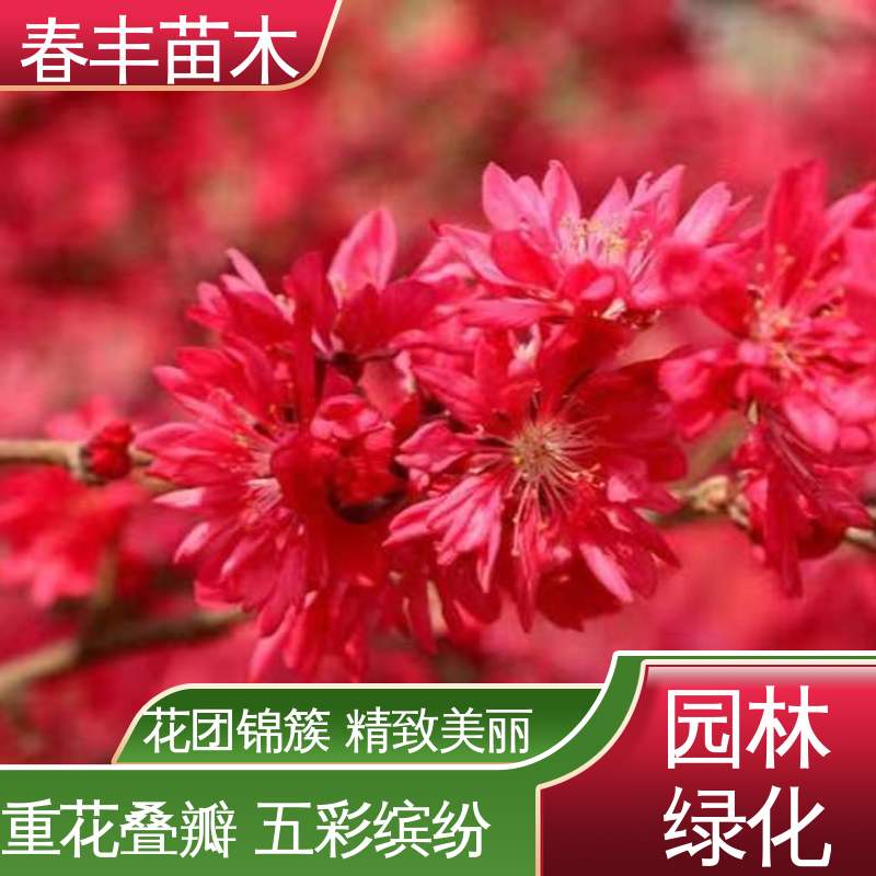 春丰苗木 基地现挖 寿星桃盆栽 绿化工程行道树 花瓣多 花朵大 效果佳