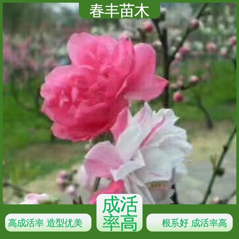 春丰苗木 风景桃花苗 公园景区装饰绿植 花色艳丽动人