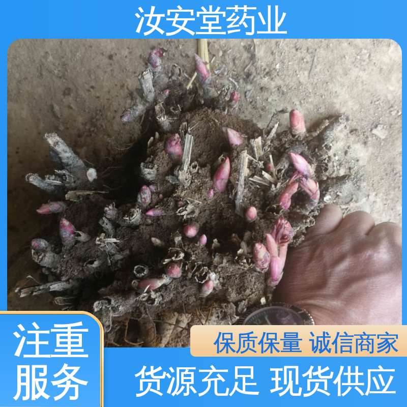 汝安堂 供应白芍芽苗 进行科学配比 品种齐全 可大面积栽种