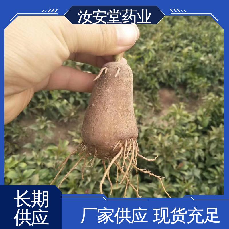 汝安堂 应用场景丰富 品种多样 进行科学种植 白术种苗供应