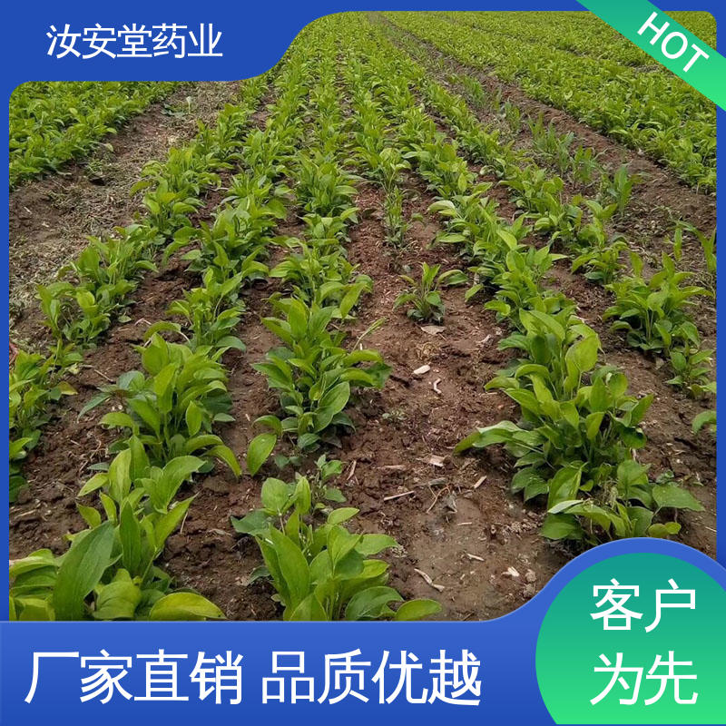 汝安堂 白术种子基地 品种多样 进行科学种植 一站式服务