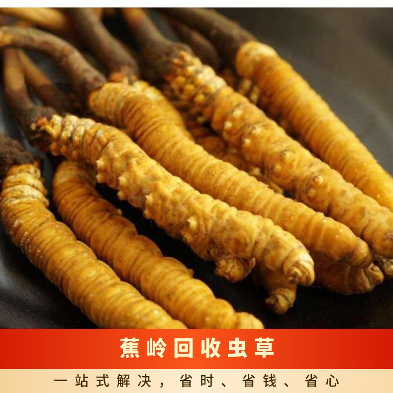 蕉岭回收虫草商家 上门回收冬虫夏草价格 回收虫草燕窝茅台酒洋酒