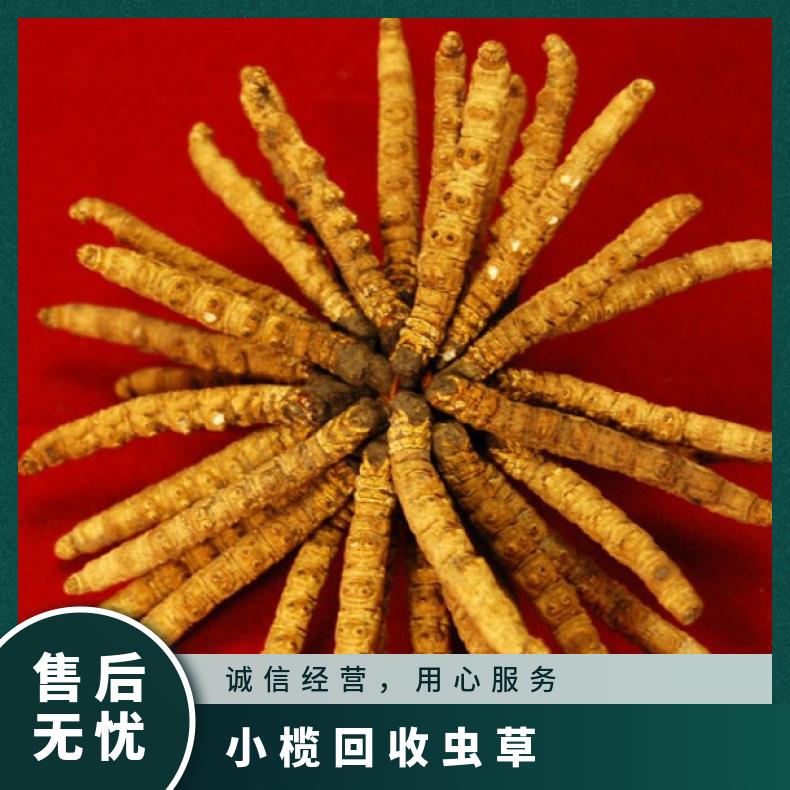 小榄回收虫草价格多少钱一克 一斤冬虫夏草多少钱 虫草回收上门电话