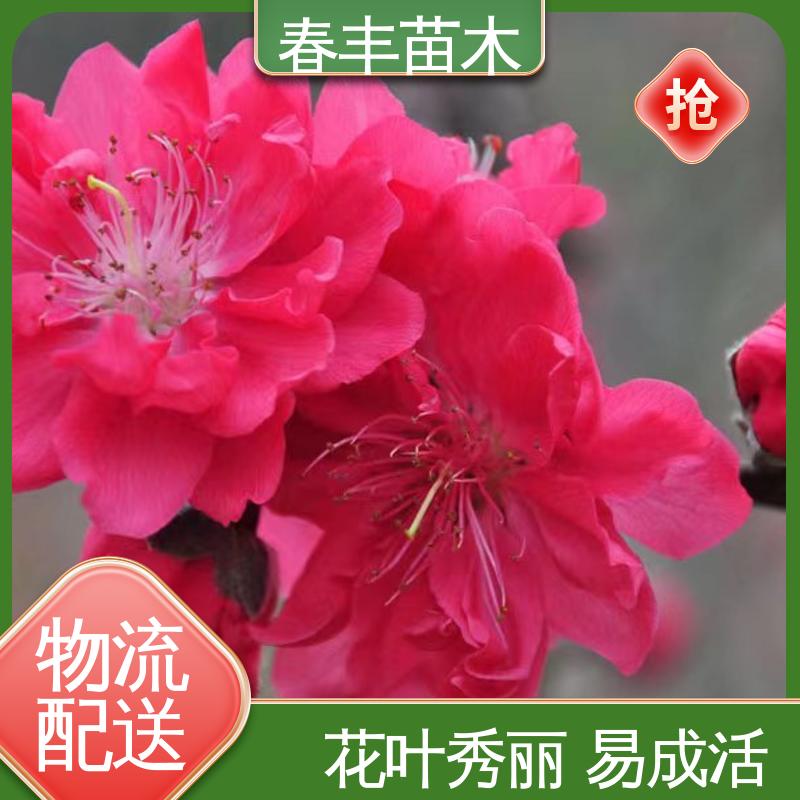 春丰苗木 基地供应 观赏桃优良品种 花团锦簇 精致美丽