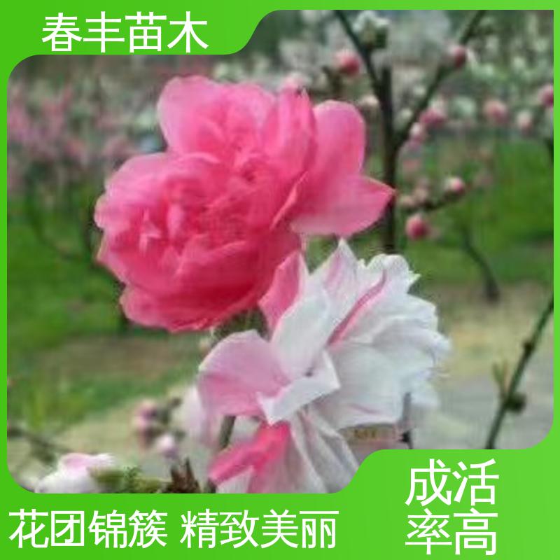 春丰苗木 广 东桃花嫁接苗 工程绿化 美化环境 花瓣多 花朵大 效果佳