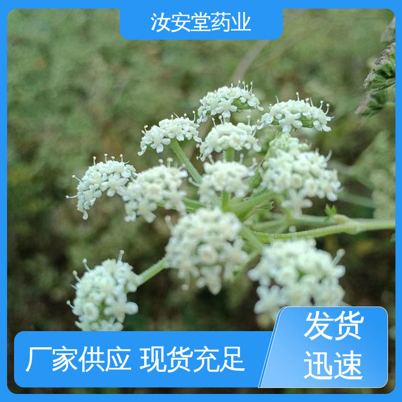 汝安堂 药用白花前胡种子 支持配送上门 进行科学配比 品种全