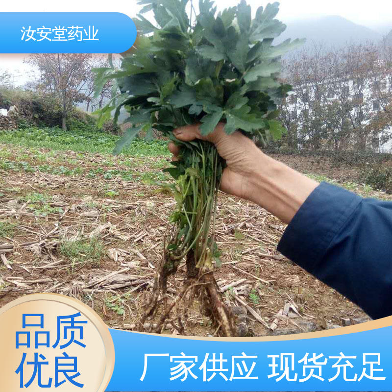 汝安堂 提供技术指导 供应白花前胡种子 用于道路 小区多种场景