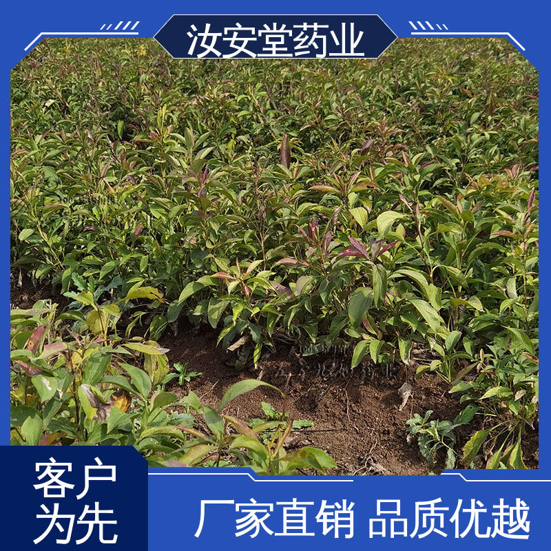  应用场景丰富 白术种苗供应 成活率高 提供种植技术 汝安堂