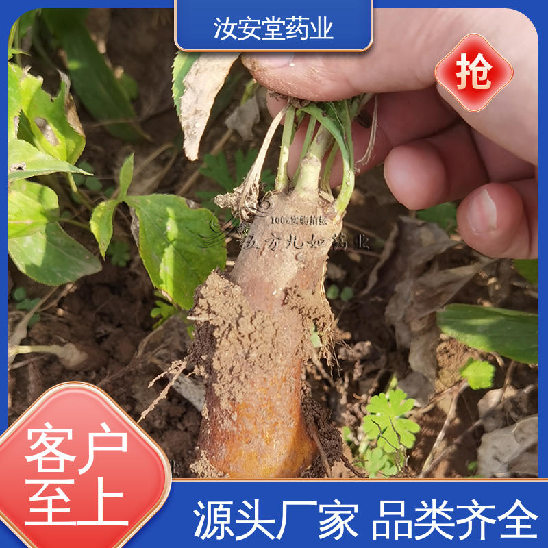 白术种子基地 可大面积栽种 成活率高 提供种植技术 汝安堂