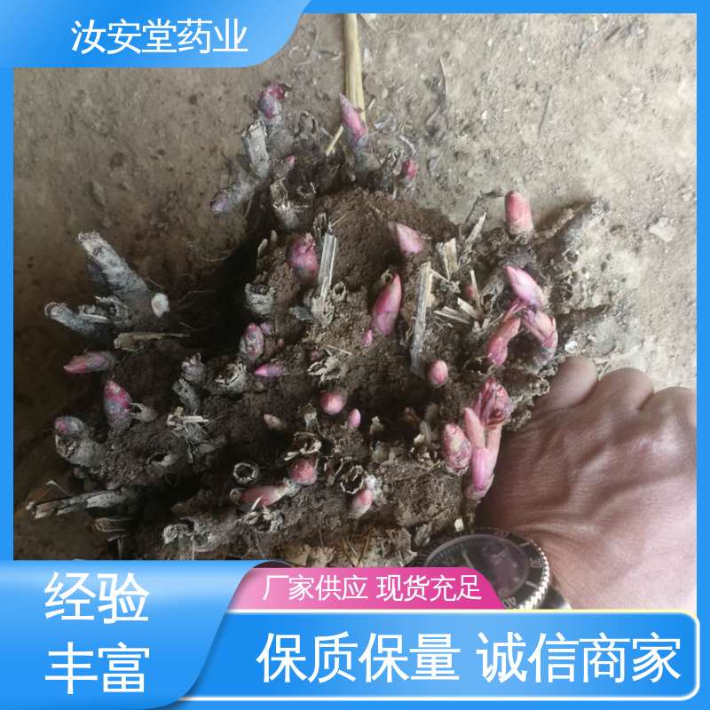 应用场景丰富 正宗白芍芽供应 宜晾干贮存 抗旱能力好 汝安堂