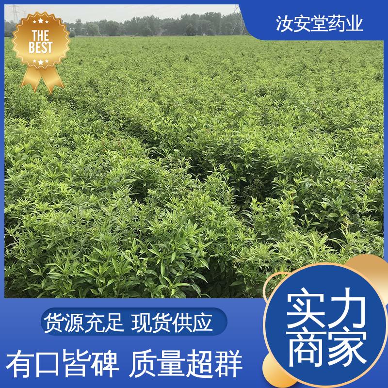 应用场景丰富 改良白术种子 灵活合理选择栽培方式 汝安堂