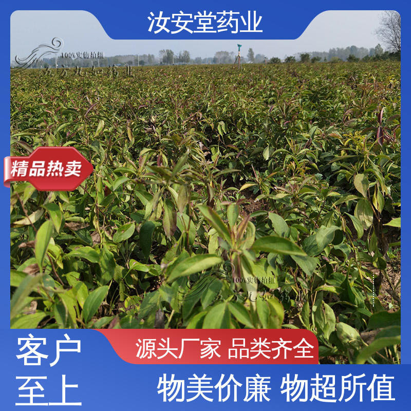 进行科学配比 品种齐全 药材白术种子 应用场景丰富 汝安堂