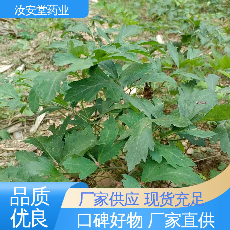 颗粒饱满 应用场景丰富 出售白花前胡种子 提供技术指导 汝安堂