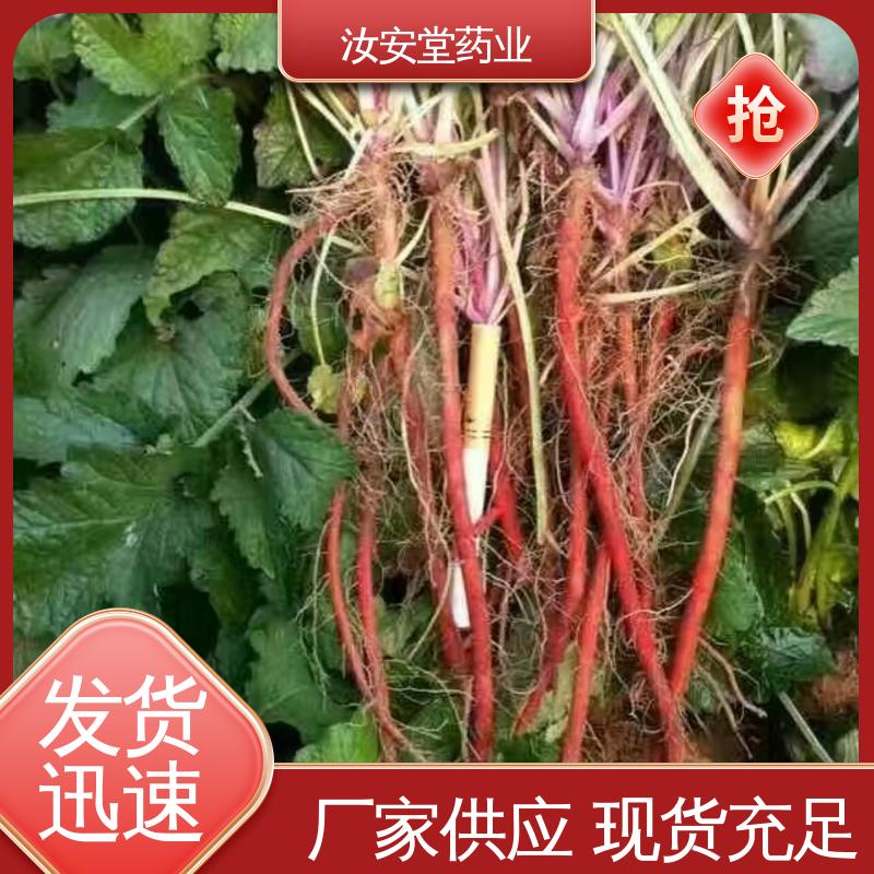 汝安堂 药用丹参苗 栽培技术优良 包成活率 支持配送上门