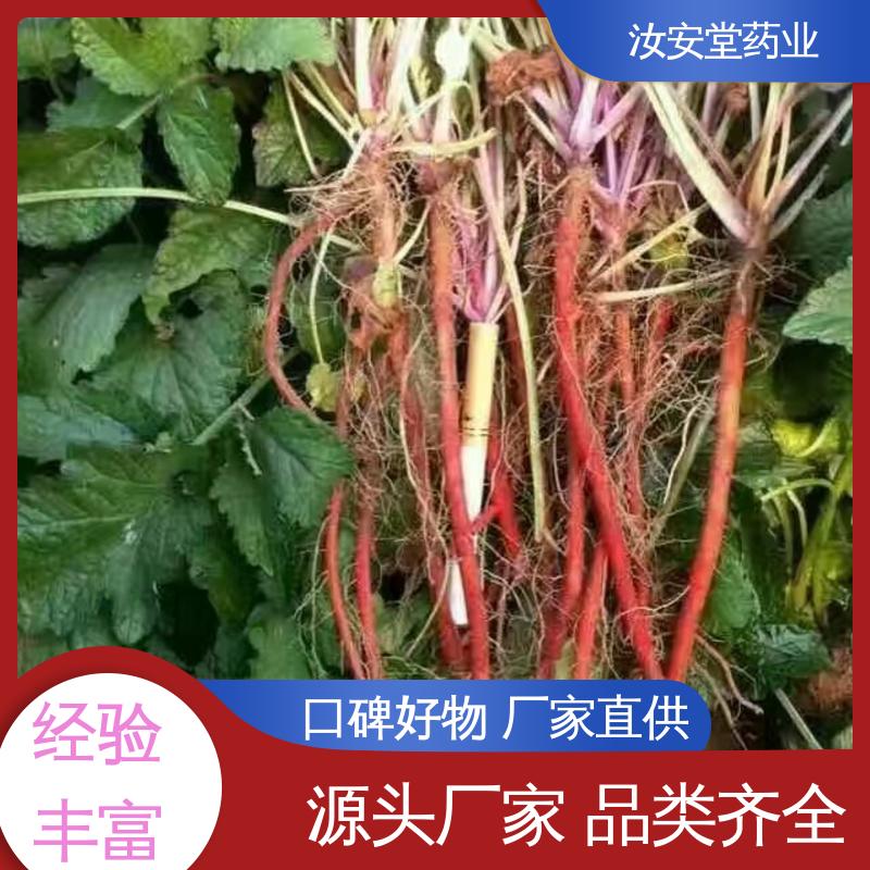  成活率高 提供种植技术 一站式服务 批发丹参苗 汝安堂